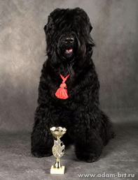 Adam Racy Style DANIEL