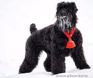 BARBY S BRONICH ZOLOTO AKELLY 