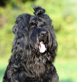 Blackie: Adam Racy Style DIVA!