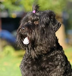 Blackie: Adam Racy Style VITJAZ!