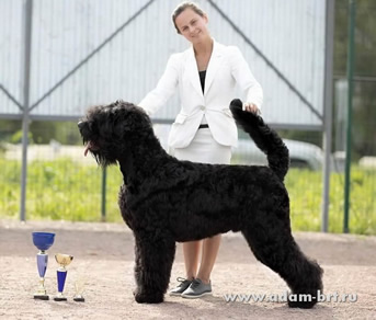 Adam Racy Style  () -   !      !