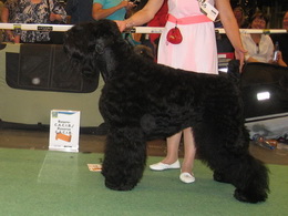 ADAM - WORLD VICE-CHAMPION!