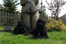 ADAM RACY STYLE BERENIS - THE BEST JUNIOR OF BREED