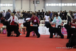 ADAM RACY STYLE BERENIS - THE BEST JUNIOR OF BREED