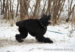 Adam Racy Style ZLATOSLAV