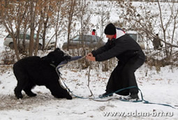 Adam Racy Style ZLATOSLAV