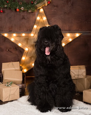 Adam Racy Style ZLATOSLAV - MERRY CHRISTMAS AND HAPPY NEW YEAR!