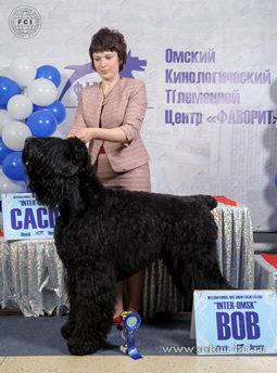 Adam Racy Style ZLATOSLAV - THE BEST OF BRT BREED OF INTERNATIONAL DOG SHOW!