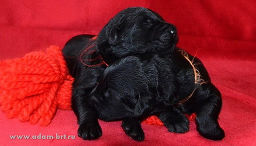 Puppies of Black Russian Terrier!