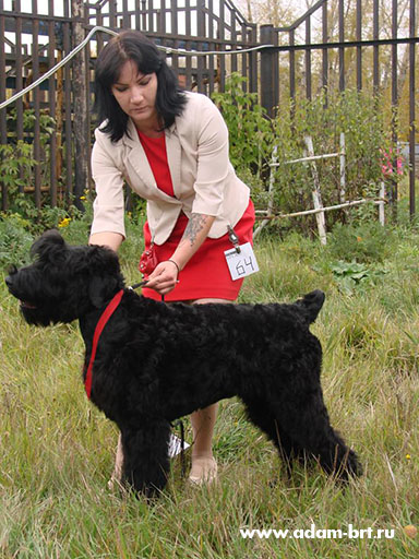 Adam Racy Style PHARAOH  BEST BABY OF BREED!!!