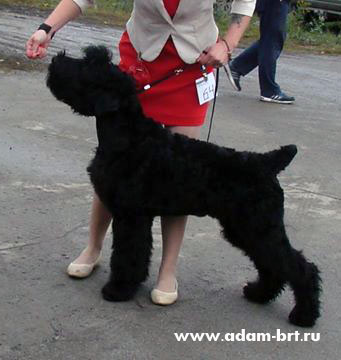 Adam Racy Style PHARAOH  BEST BABY OF BREED!!!