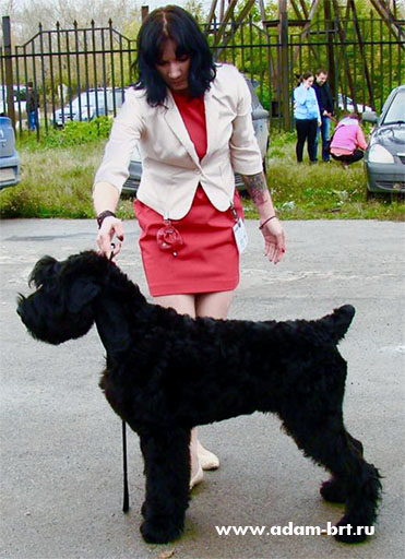 Adam Racy Style PHARAOH  BEST BABY OF BREED!!!