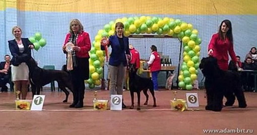 Adam Racy Style IDALGO - BEST OF BREED!