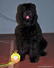 Adam Racy Style IDALGO - BEST OF BREED!