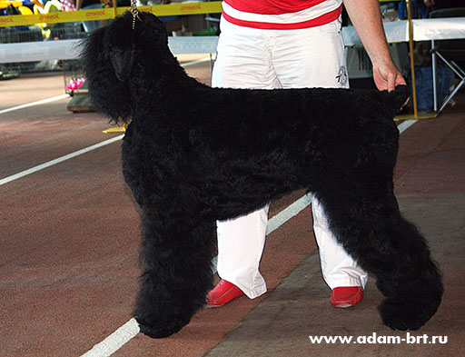 Adam Racy Style LAKI LIDER  BEST JUNIOR OF BREED!