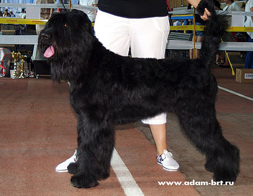 Adam Racy Style LAKI LIDER  BEST JUNIOR OF BREED!