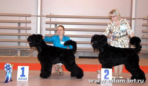 Adam Racy Style ROSSIYA VELIKAYA - CANDIDATE IN JUNIOR CHAMPIONS of the INTERNATIONAL BREED CLUB!!!