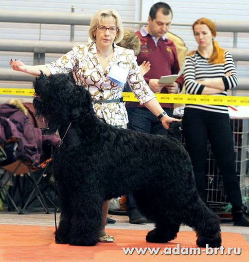 Adam Racy Style RYTSAR SVETA - EXCELLENT, CW-4!!!