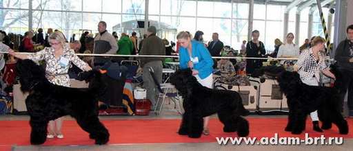 in Specialized Monobreed Dog Show rank PC IKP BRT MKOO FORTUNA