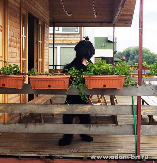 Adam Racy Style RUSLAN  CANDIDATE to JUNIOR CHAMPION OF SERBIA!!!