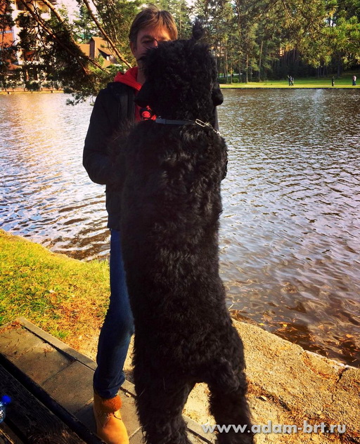 Adam Racy Style RUSLAN  CANDIDATE to JUNIOR CHAMPION OF SERBIA!!!