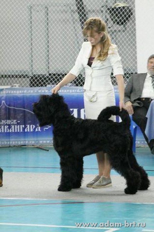 Adam Racy Style SOLARIS   EXCELLENT! BEST JUNIOR MALE!