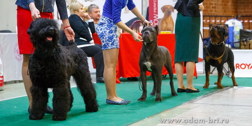 Adam Racy Style STEPHANIYA