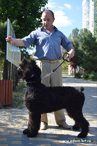 Adam Racy Style TEFFY - VERY PROMISING, CW, Best Puppy!