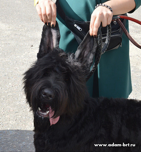 Adam Racy Style TEFFY - VERY PROMISING, CW, Best Puppy!