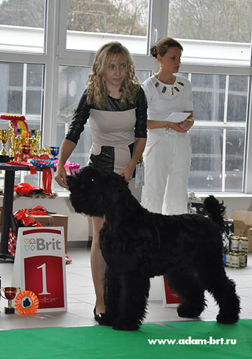 Adam Racy Style ULTRAVITA  BEST PUPPY OF BREED!!!