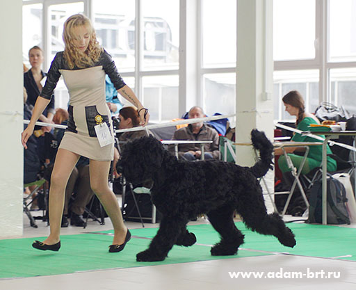 Adam Racy Style ULTRAVITA  BEST PUPPY OF BREED!!!