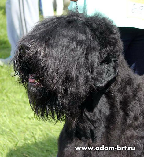 Adam Racy Style ZLATOSLAV - CHAMPION OF RUSSIAN KINOLOGICAL FEDERATION!!!