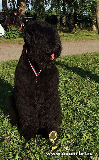 Adam Racy Style ZLATOSLAV - CHAMPION OF RUSSIAN KINOLOGICAL FEDERATION!!!