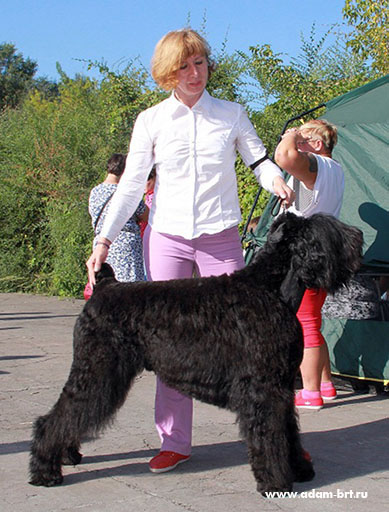 Adam Racy Style ZLATOSLAV - CHAMPION OF RUSSIAN KINOLOGICAL FEDERATION!!!