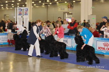 Adam Racy Style BERENIS