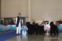 ADAM RACY STYLE - BEST KENNAL OF BREED!