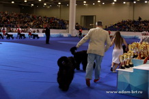 ADAM RACY STYLE - BEST KENNAL OF BREED!