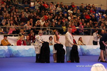 ADAM RACY STYLE - BEST KENNAL OF BREED!