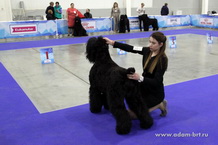 Adam Racy Style DAVID