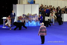 ADAM RACY STYLE - BEST KENNAL OF BREED!