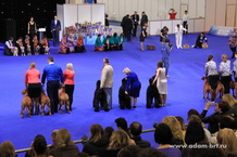 ADAM RACY STYLE - BEST KENNEL OF BREED!