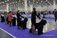 Adam Racy Style DAVID