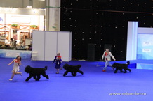 ADAM RACY STYLE - BEST KENNAL OF BREED! Adam Racy Style DAVID, ROSSIYA VELIKAYA AND BERENIS!