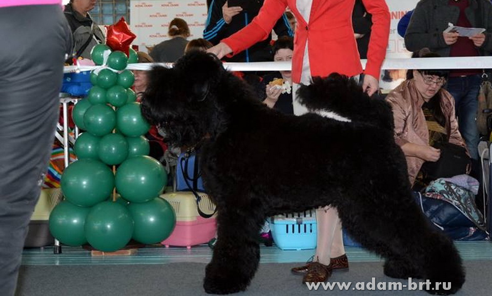 Adam Racy Style FERZ