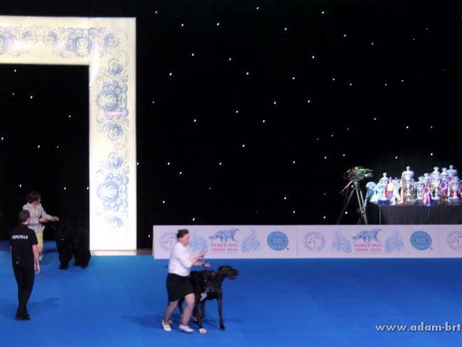 ADAM RACY STYLE APOLLON AND ALEKSANDRA IS THE WORLD CHAMPIONSHIP BEST COUPLE OF BREED!!!
