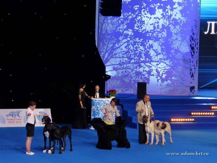 ADAM RACY STYLE APOLLON AND ALEKSANDRA IS THE WORLD CHAMPIONSHIP BEST COUPLE OF BREED!!!
