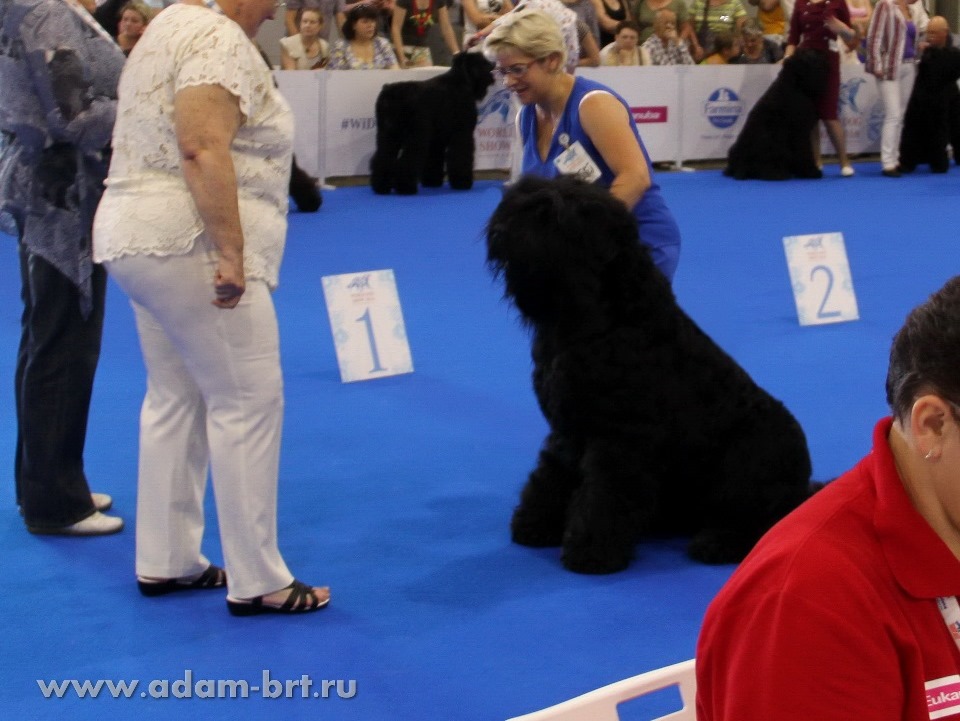 ADAM RACY STYLE APOLLON – CHAMPION CLASS, EXL, EXCELLENT!!!