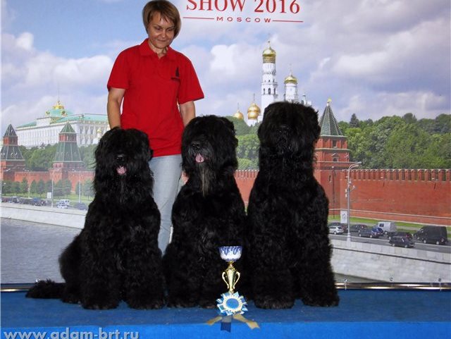 WORLD DOG SHOW 2016