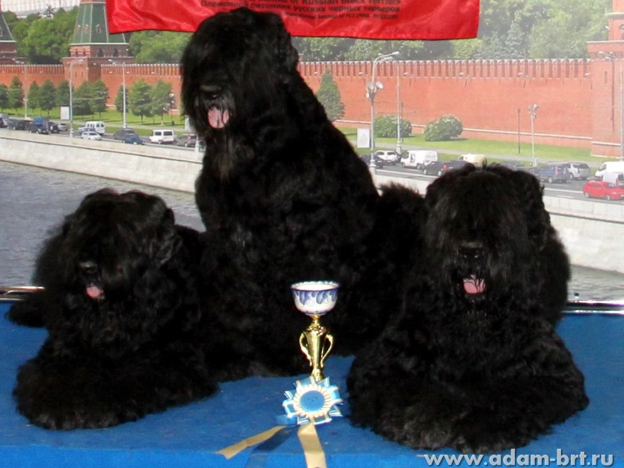 ADAM RACY STYLE APOLLON & ALEKSANDRA – WORLD CHAMPIONSHIP BEST COUPLE OF BREED!!!
BORESLAVA LUBOV ADAMA – VETERAN CLASS, EXCELLENT, CLASS WINNER, VETERAN WORLD WINNER!!! 