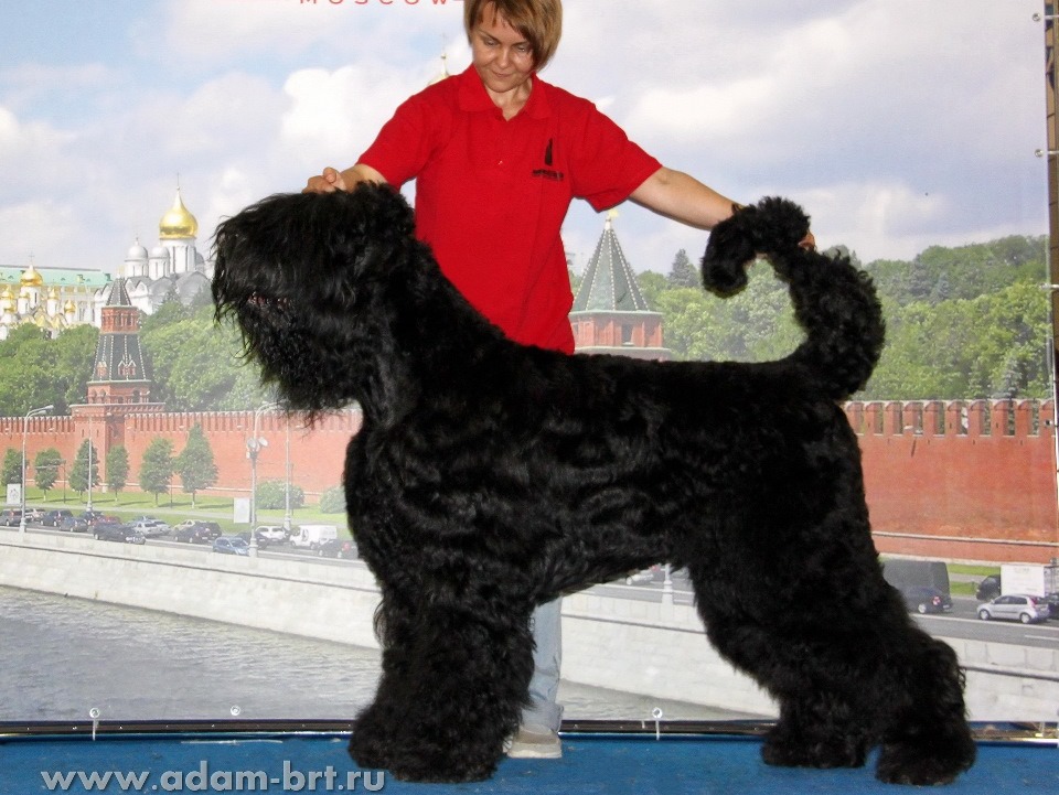 ADAM RACY STYLE APOLLON – CHAMPION CLASS, EXL, EXCELLENT!!!